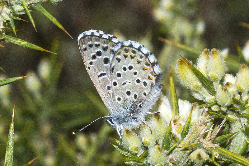 Scolitantides panoptes